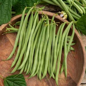 Haricot Nain Vert Oxinel 2